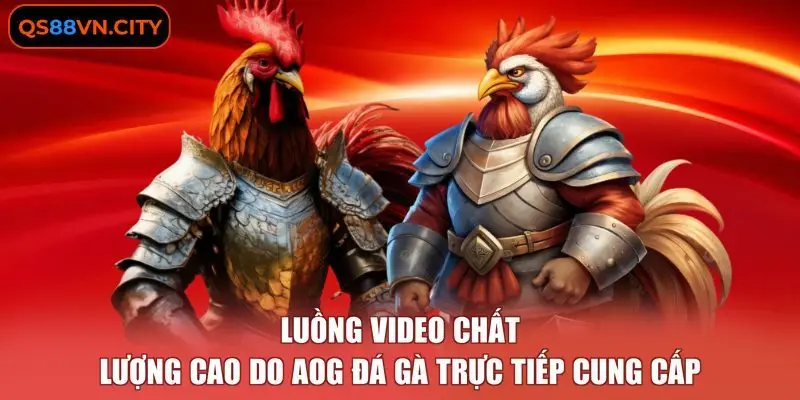 AOG Đá Gà - Sảnh Cược Trực Tiếp Từ 3 Trường Kê Chuẩn Quốc Tế 1 Luồng video chất lượng cao do AOG đá gà trực tiếp cung cấp
